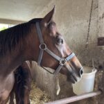 ［大狩部牧場代表・下村優樹ブログ］愛すべき繁殖牝馬「ハナブショウ」～大狩部だより（第5回）～