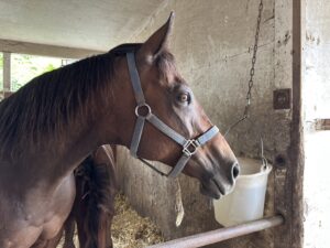 ［大狩部牧場代表・下村優樹ブログ］愛すべき繁殖牝馬「ハナブショウ」～大狩部だより（第5回）～