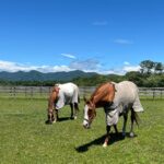 ［追悼］大きな流星がチャームポイントの菊花賞馬 - オウケンブルースリ