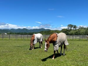 ［追悼］大きな流星がチャームポイントの菊花賞馬 - オウケンブルースリ