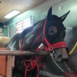 ［連載・片目のサラブレッド福ちゃんのPERFECT DAYS］馬運車と福ちゃんと僕（シーズン2-38）