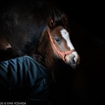 ［写真展「SANCTUARY」］馬の方から心をひらき、血脈までを写し取る - 大狩部牧場・下村優樹が見るEMA YOSHIDA