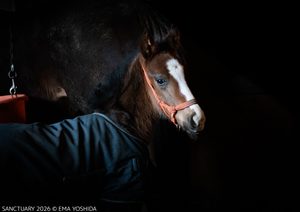 ［写真展「SANCTUARY」］馬の方から心をひらき、血脈までを写し取る - 大狩部牧場・下村優樹が見るEMA YOSHIDA